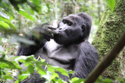 Gorillas Bwindi Impenetrable National Park Uganda Safari>Uganda gorilla tours(4days)