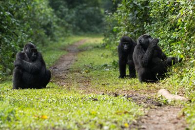 Gorillas in Southern Bwindi>gorilla vacations bwindi (4days)