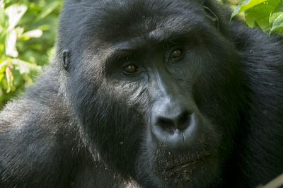 Bwindi Impenetrable National Park Gorillas Uganda Safari>Gorillas Uganda(7 DAYS)