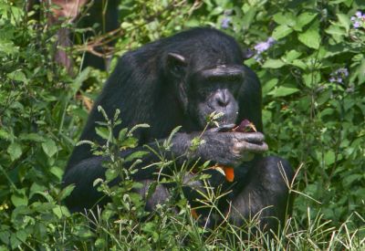 Chimps Ngamba Island>chimp visit Ngamba(3 days)