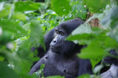 Gorilla Vacation Uganda>tours package Uganda(16days)