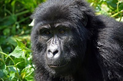 Gorillas in Uganda>Wildlife,Chimps vacation Uganda(7 days)