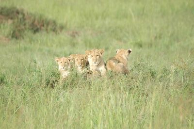 Kidepo Valley National Park tour>holidays Kidepo(4 days)