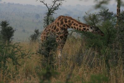 Wildlife Uganda> Package Safari in Murchison Uganda(4 days)