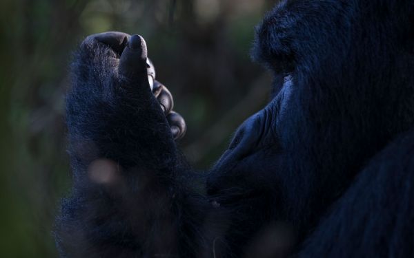 Le Bambou Gorilla Lodge, Kinigi Rwanda