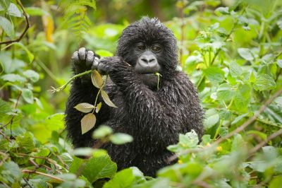 Chimpanzees & Gorilla Safari Uganda,gorillas Rwanda-14 Days