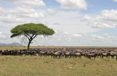Plains and Primates Safari-Tanzania and Rwanda-PPS