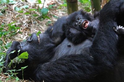Gorilla Safari Vacation Uganda-5 days