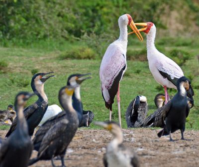 Birding tour holiday package Tanzania & Uganda~ 28 days