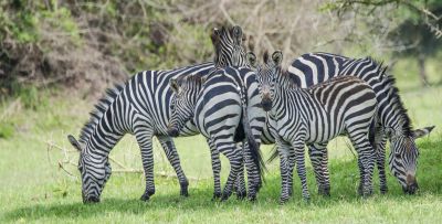 Lake Mburo Tour 3 days