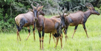 Lake Mburo tour package Uganda, 3 days