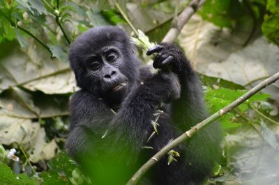 Short gorilla tour Uganda>Uganda gorillas- 3 days