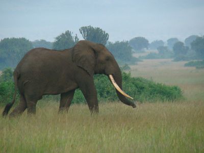 4 days Uganda Family Adventure Tour>Uganda Tour Packages