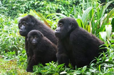 4 days Uganda gorilla tour>Gorilla package tour Uganda