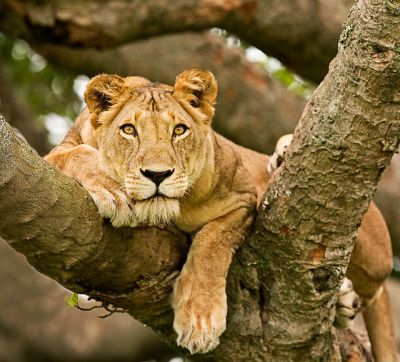 5 day Wildlife Uganda Tour>Queen Elizabeth Park