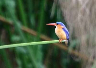 Uganda Birding safari holiday>birding Uganda~10days