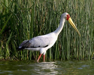 Uganda Budget birding tour package>birding uganda~13days