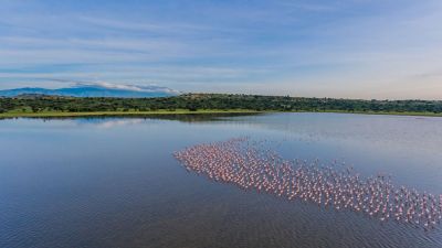 Uganda budget birding tour>birding holiday Uganda~12 days